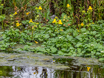 Mimulus guttatus