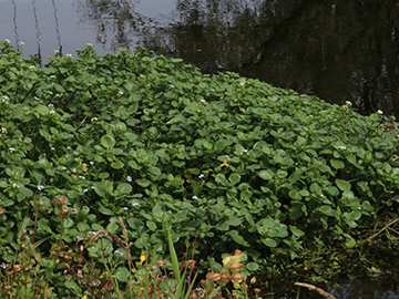 Nasturtium officinale agg.