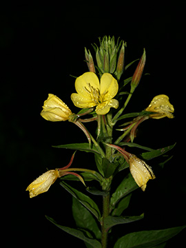 Oenothera