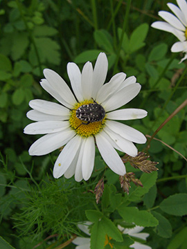Oxythyrea funesta