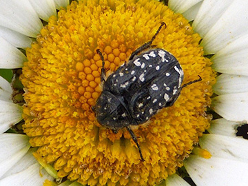 Oxythyrea funesta