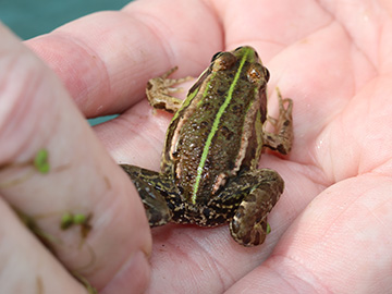 Pelophylax esculentus