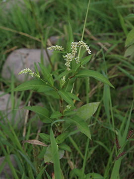Persicaria lapathifolia