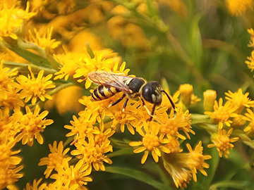 Philanthus triangulum