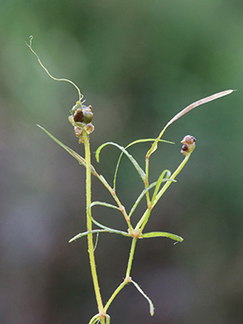 Potamogeton berchtoldii