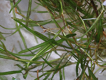 Potamogeton berchtoldii