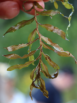 Potamogeton crispus