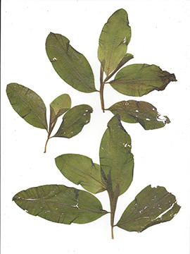 Potamogeton lucens