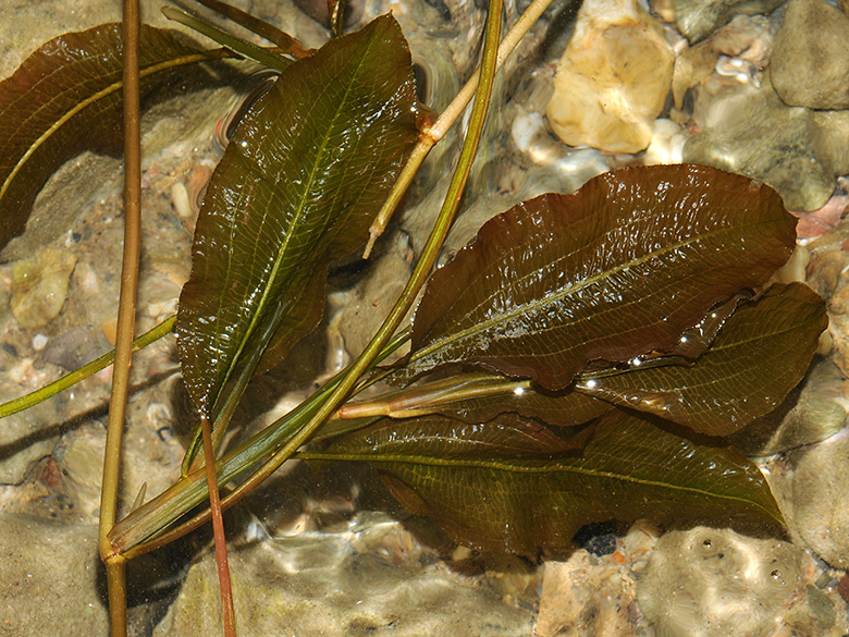 Potamogeton lucens
