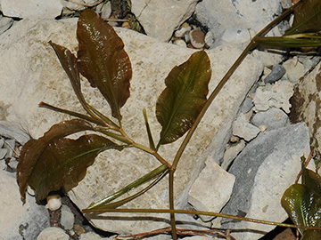 Potamogeton lucens