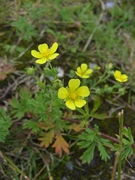Potentilla argentea