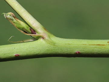 Rubus nessensis