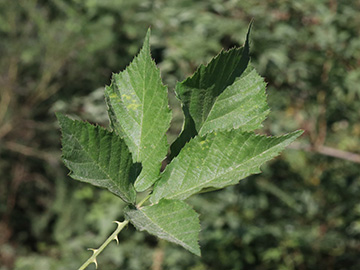 Rubus platyacanthus