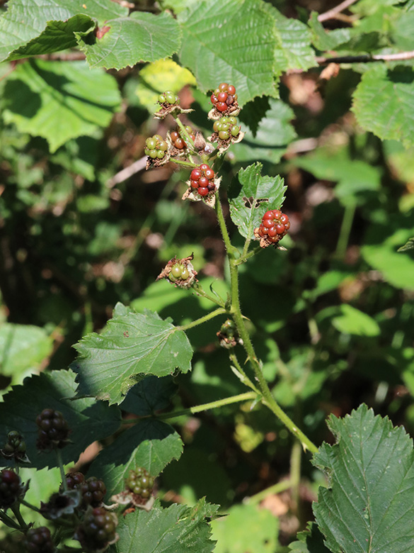Rubus plicatus