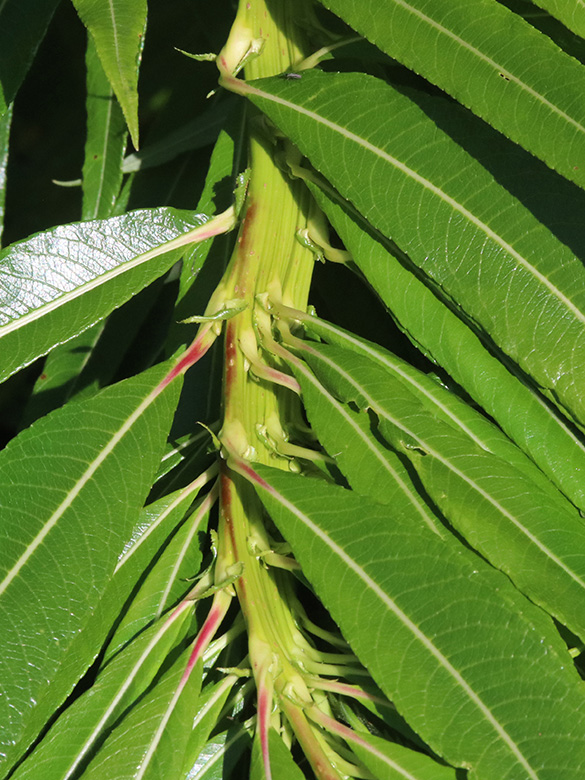 Salix udensis