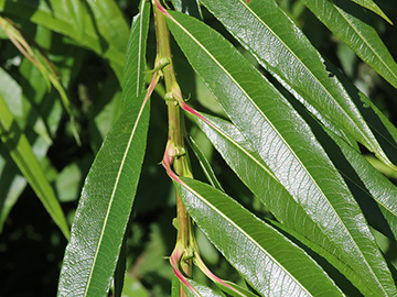 Salix udensis