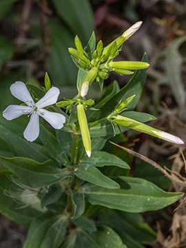 Saponaria officinalis
