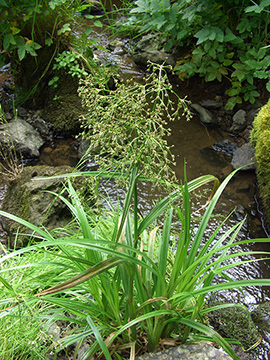 Scirpus sylvaticus