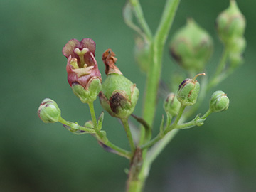 Scrophularia umbrosa umbrosa