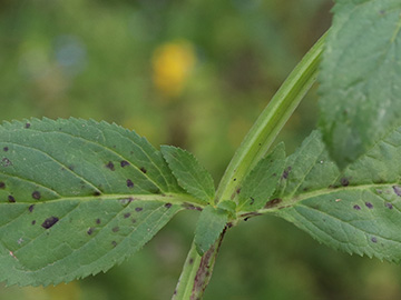 Scrophularia umbrosa umbrosa