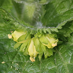 Scrophularia vernalis