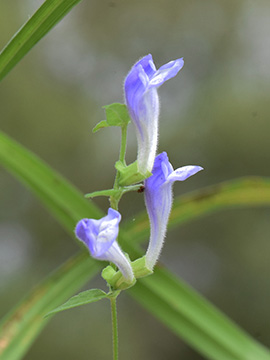 Scutellaria galericulata