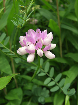 Securigera varia