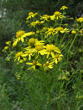 Senecio inaequidens