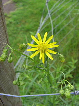 Senecio inaequidens