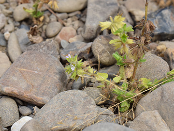 Stachys arvensis