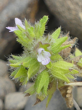 Stachys arvensis
