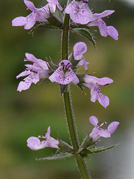 Stachys palustris