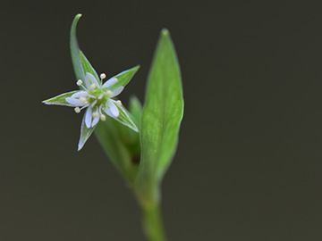 Stellaria alsine