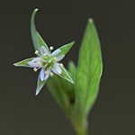 Stellaria alsine