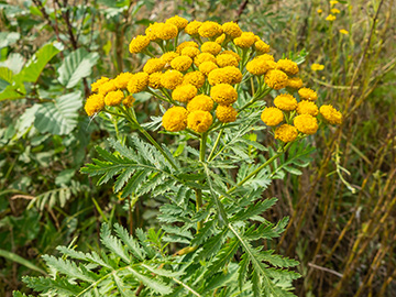 Tanacetum vulgare