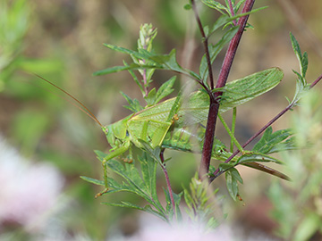 Tettigonia viridissima