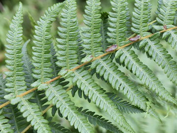 Thelypteris limbosperma