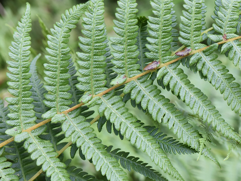 Thelypteris limbosperma