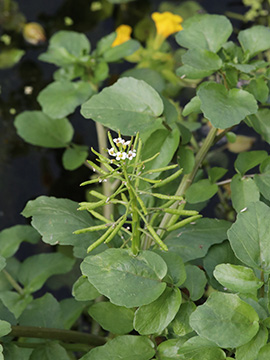 Nasturtium officinale agg.