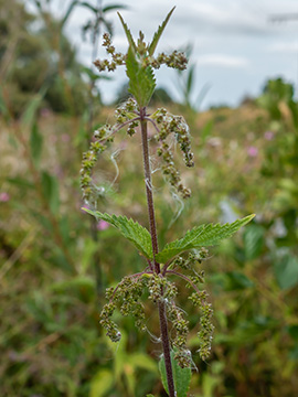 Urtica dioica