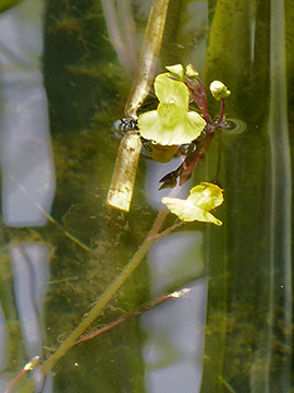 Utricularia australis