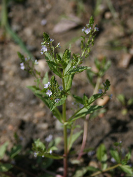 Veronica anagallis-aquatica