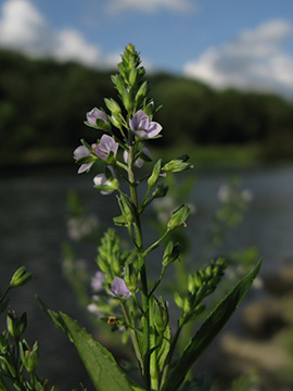 Veronica anagallis-aquatica