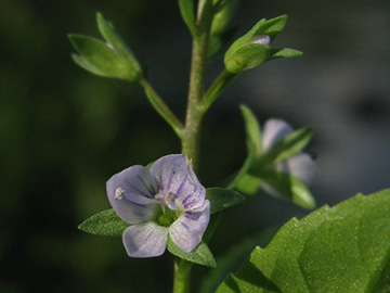 Veronica anagallis-aquatica