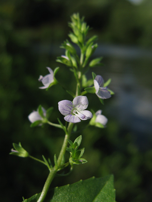 Veronica anagallis-aquatica