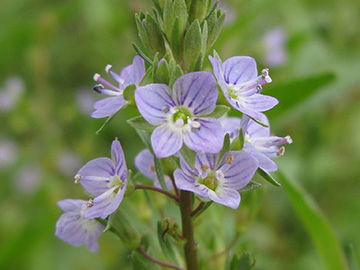 Veronica anagallis-aquatica