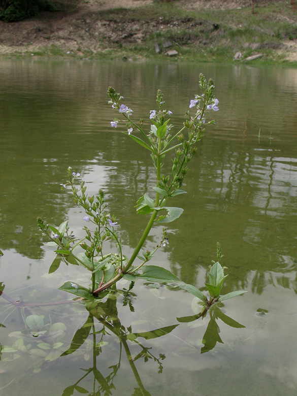 Veronica anagallis-aquatica