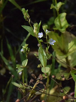 Veronica anagallis-aquatica