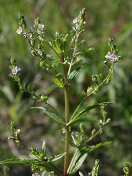 Veronica catenana