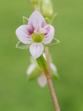 Veronica catenana